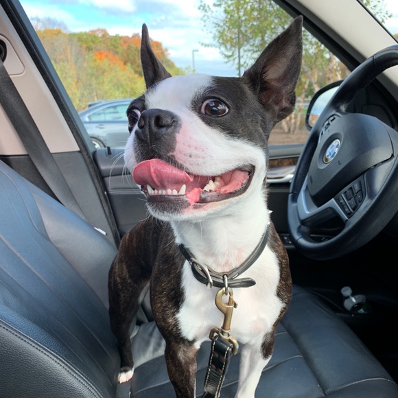 Meet your Posher, Iris - Picture 7 of 9